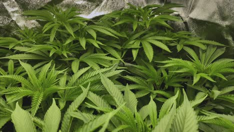 Junge-Marihuana-Pflanzen-Mit-Vielen-Blättern-Während-Der-Vegetativen-Phase-In-Einem-Zelt,-Dolly-Out-Shot,-Weitwinkel