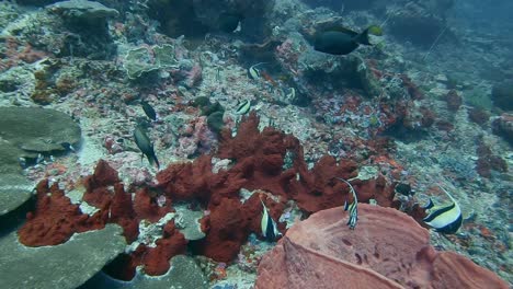 coral-sea-sponges-and-colourful-Moorish-Idol-fish
