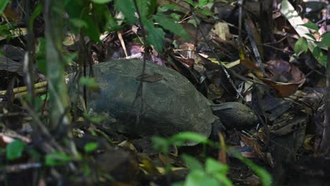Gesehen,-Wie-Er-Seinen-Kopf-Auf-Dem-Boden-Gräbt,-Um-Nach-Mehr-Nahrung-Zu-Suchen,-Asiatische-Waldschildkröte,-Manouria-Emys,-Nationalpark-Kaeng-Krachan,-Thailand