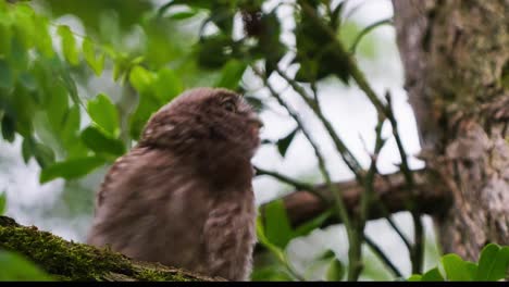 A-young-owl-with-fluffy-brown-feathers-is-dancing-while-sitting-on-a-tree-branch