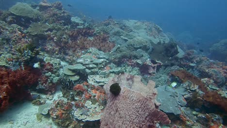 A-La-Deriva-Sobre-Un-Colorido-Arrecife-De-Coral-Duro-Con-Una-Variedad-De-Peces-De-Arrecife