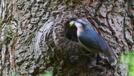 Majestic-closeup-of-blue-Eurasian-nuthatch-bringing-food-inside-tree-hole-nest,-day