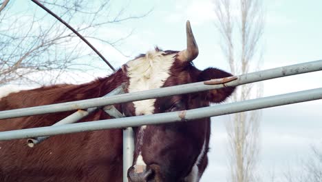 Single-Horn-Cow-Alone-Near-Iron-Fence