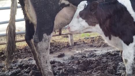 Dirty-Calf-Sucking-Milk-in-Mud