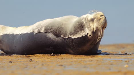 Sleepy-common-seal-yawing-while-lying-on-sandy-wet-shoreline,-Texel,-Netherlands,-day