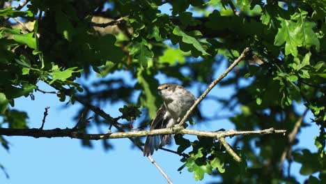 Birdwatching-European-pied-flycatcher-standing-on-branch-tree,-day