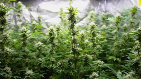 Marihuana-Pflanzen-In-Einem-Zelt-Von-Der-Seite,-LKW-Aufnahme,-Weitwinkel