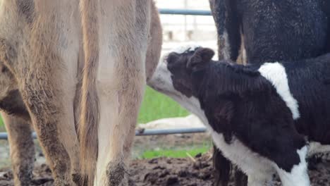 Ternero-Joven-Tratando-De-Conectarse-Con-Otra-Vaca