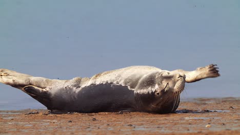 Common-seal-relaxing-and-yawing-on-sand-shore,-sunny-day,-static