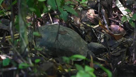 Ruht-Sich-An-Der-Stelle-Aus,-An-Der-Es-Zufrieden-Einen-Pilz-Gefressen-Hat-Und-Schaut-Sich-Um-Und-Dreht-Sich-Dann-Um,-Um-Wegzugehen,-Asiatische-Waldschildkröte,-Manouria-Emys,-Kaeng-Krachan-Nationalpark,-Thailand