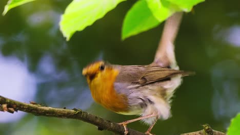Ein-Kleiner-Vogel-Mit-Orangefarbenem-Hals-Sitzt-Auf-Einem-Ast-Und-Sucht-Nach-Nahrung