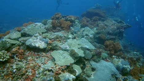 drifting-over-a-healthy-hard-coral-ridge-with-scuba-divers-in-the-background