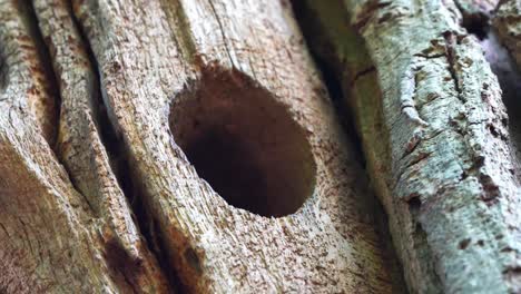 Close-up-of-chick-spotted-woodpecker-peeking-out-head-from-tree-hole