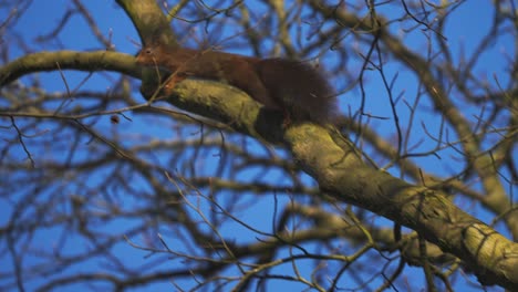 European-red-squirrel-jumping-the-tree-branches-in-slow-motion-at-dusk