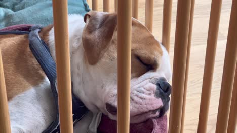 Continental-bulldog-sleeping-in-crib,-dreaming,-eyes-wincing,-closeup