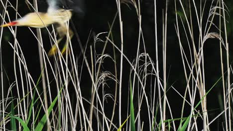 Little-Bittern-Perched-In-Reeds-And-Flying-Off
