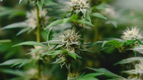 Marijuana-buds-close-up-during-flowering-stage-with-more-plants-in-the-background