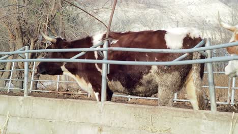 Dos-Vacas-Dentro-De-Una-Valla-De-Hierro-En-Una-Granja