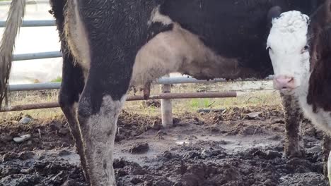 Calf-Sucking-Milk-in-Mud