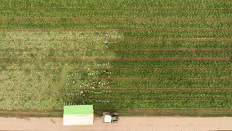 Top-down-aerial-view-of-farmers-harvesting-a-field-by-hand,-60fps