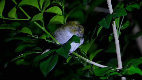 Nähere-Aufnahme-Dieses-Vogels,-Der-Während-Der-Nachtatmung-Im-Tiefen-Schlaf-Schläft,-Gemeiner-Schneidervogel-Orthotomus-Sutorius,-Thailand