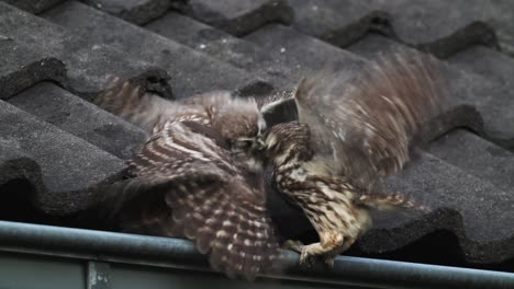 Three-little-owls-fighting-for-food-on-top-of-rooftop-house,-static,-day