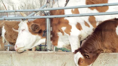 Mother-Cow-and-Her-Calf-Both-Itching-on-the-Fence