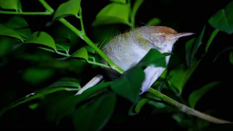 Mit-Blick-Nach-Rechts-Kurz-Davor,-Sein-Auge-Zu-Schließen,-Während-Er-Nachts-Auf-Einem-Kleinen-Ast-Ruht,-Gemeiner-Schneidervogel-Orthotomus-Sutorius,-Thailand