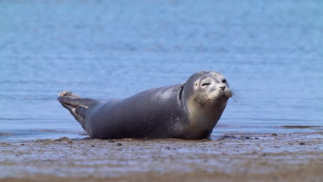 Front-view-of-single-common-seal-stretching-on-shoreline,-static,-day