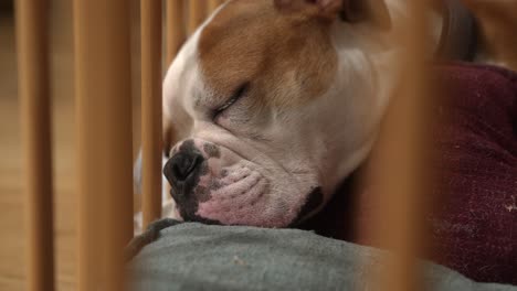 Continental-bulldog-sleeping-in-crib,-dreaming,-muscles-twitching,-closeup