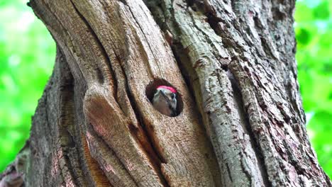 Rare-scene-of-woodpecker-chick-sticking-head-out-of-wooden-hole-nest,-looking-for-food,-zoom-in-to-closeup-then-hides-inside