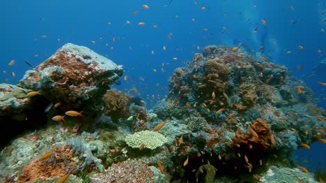 Buzos-Nadando-Entre-Corales-Duros-Con-Una-Gran-Cantidad-De-Peces-Anthia-Rojos
