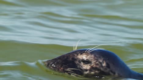 Closeup-head-of-common-seal-swimming-above-water,-sunny-day,-tracking-shot