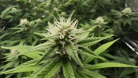 Marihuana-Knospe-Im-Zelt-Mit-Anderen-Pflanzen-Im-Hintergrund,-Nahaufnahme,-Handheld