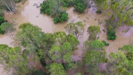 Queensland,-NSW,-Australia,-February-floods---Passing-over-the-treetops-and-looking-down-on-the-dirty-brown-floodwaters-inundating-bushland-in-Southeast-Queensland