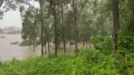 Queensland,-NSW,-Australia,-February-floods---flooded-bushland-in-Brisbane-suburbs,-looking-through-flooded-parklands-with-water-gusging-down-a-tree,-as-heavy-rain-continues-to-fall