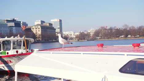 Seagull-standing-on-a-boat,-Flying-off-after-short-time-in-Hamburg