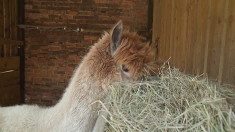 Brown-haired-Alpaca-heating-hay-in-a-small-farm-enclosure