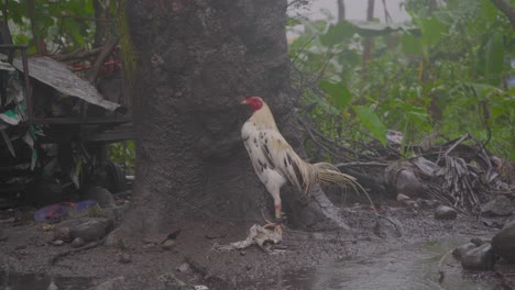 Pollo-Protegido-Bajo-El-árbol-Durante-Las-Fuertes-Lluvias