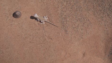 a-lizard-running-in-the-desert---slow-motion