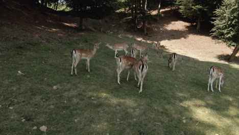 Group-of-free-deer-walking-in-a-shadow-on-a-mountain