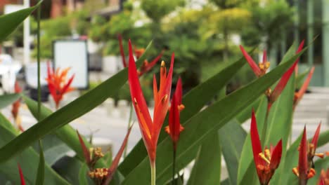 Gruppe-Roter-Blumen,-Die-Zur-Pflanze-Heliconia-Psittacorum-Gehören,-Die-An-Einem-Sonnigen-Sommertag-In-Der-Grünanlage-Eines-öffentlichen-Parks-Mit-Urbanem-Hintergrund-In-Panama-City-Angebaut-Wird