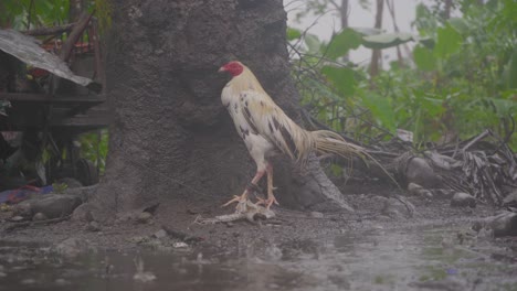 Rooster-Chicken-Soaked-Outside-During-Rainy-Day-At-The-Backyard