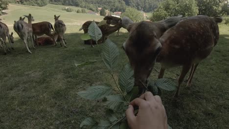 A-doe-eating-branch-leaves-from-a-human-hand-in-a-mountain