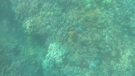 Pez-Loro-Nadando-A-Través-De-Los-Arrecifes-De-Coral-De-Maui,-Playa-De-Roca-Negra