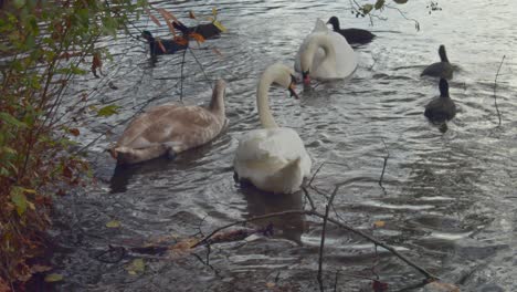 A-family-of-swans-feeding-in-the-water-surrounded-by-ducks-during-a-cold-autumn-day