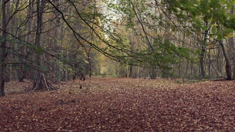 Schöne-Bäume-Im-Herbst-In-Einem-Waldgebiet-Uk-England-Zeigt-Satte-Goldene-Farben