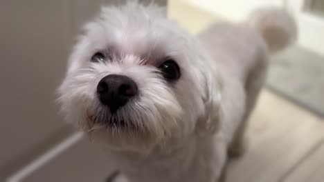 Cute-well-groomed-Maltese-dog-greets-you-at-the-door---close-up