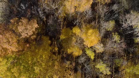 Bunte-Blätter-Von-Bäumen-Im-Herbst-Im-Westen-Von-New-York---Luftaufnahme