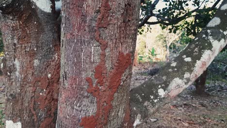 Close-up-zoom-in-shot-of-termite-mound-on-tree-trunk